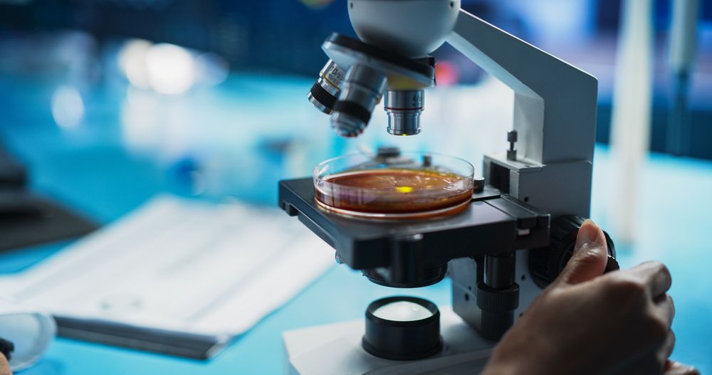 Medical Development Laboratory: CLose Up of a Scientist Using Microscope, Analyzes Petri Dish Sample.