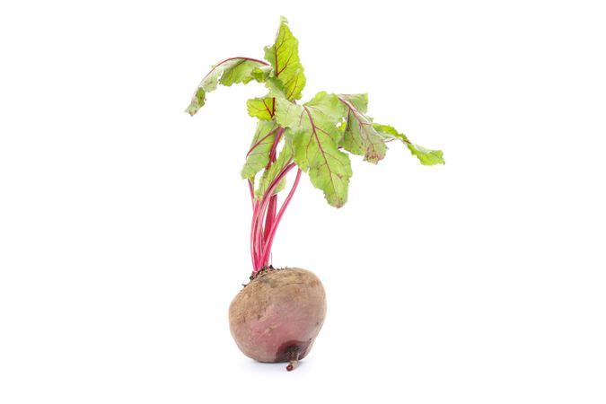 Root of organic beet isolated on plain background