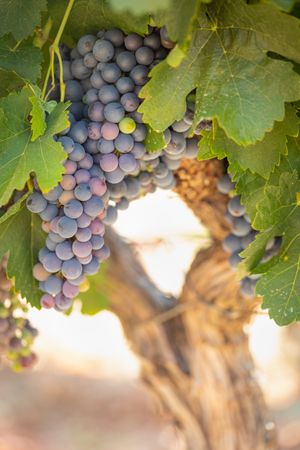 Vineyard with Lush, Ripe Wine Grapes on the Vine Ready for Harvest