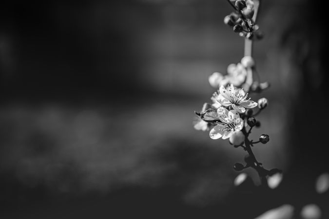 Monochrome shot of cherry blossom branch with copy space