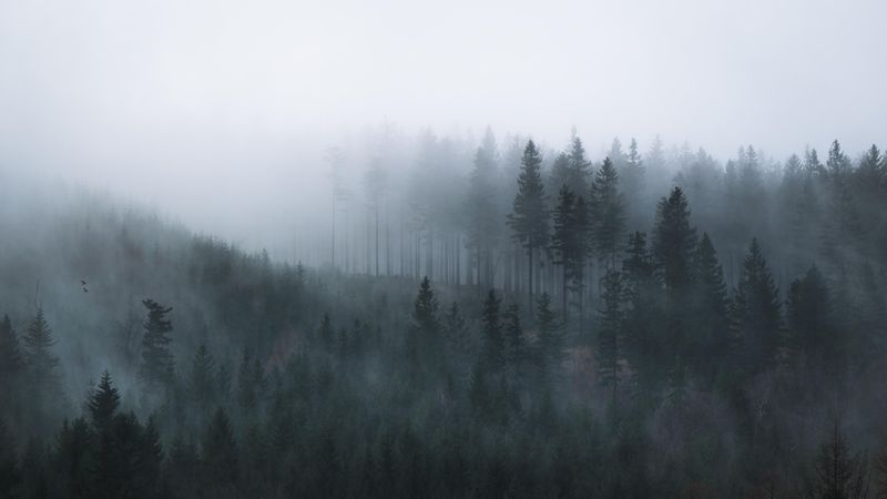 Green trees on foggy weather