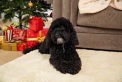 Concept of Merry Christmas, funny Christmas dog