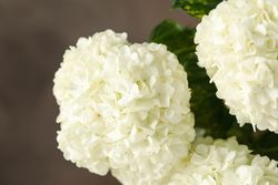 Beautiful hydrangea flowers, close up. Spring plant