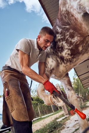 Farrier changing horseshoe in the stable