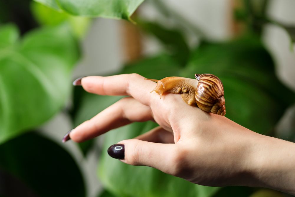 Snail Achatina on woman hand with lush background