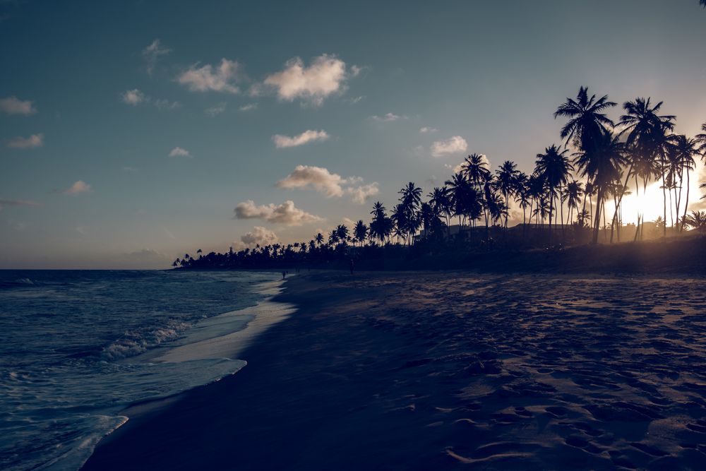 Sea with palms on beach in sunset