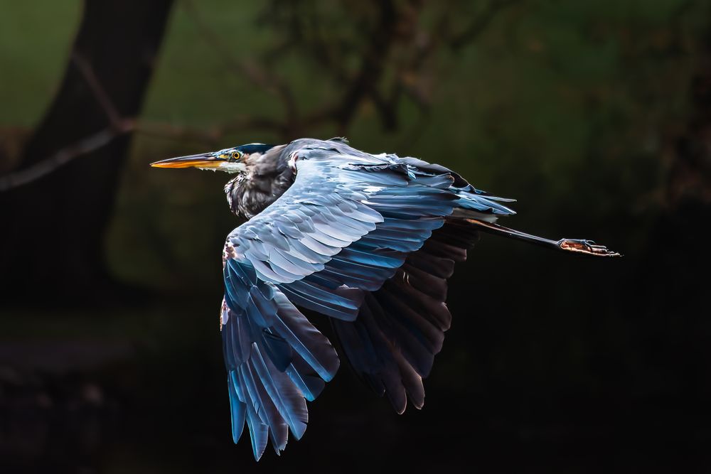Grey Blue Heron in Beautiful Flight
