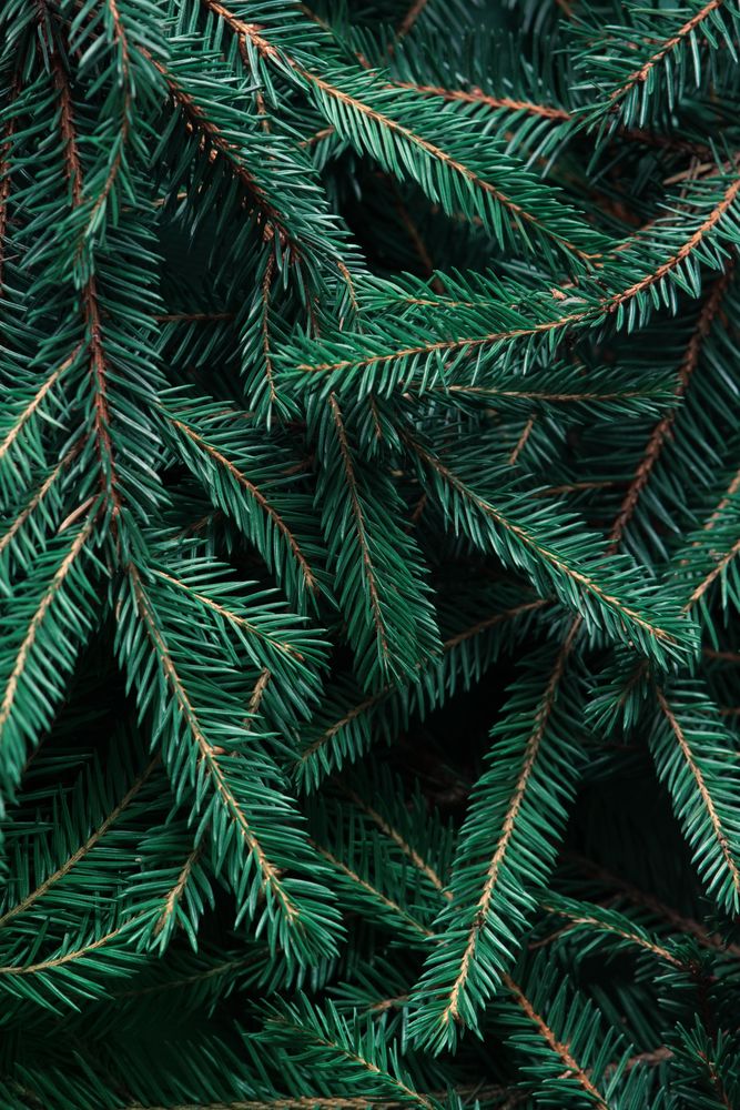 Close up full frame shot of fir tips