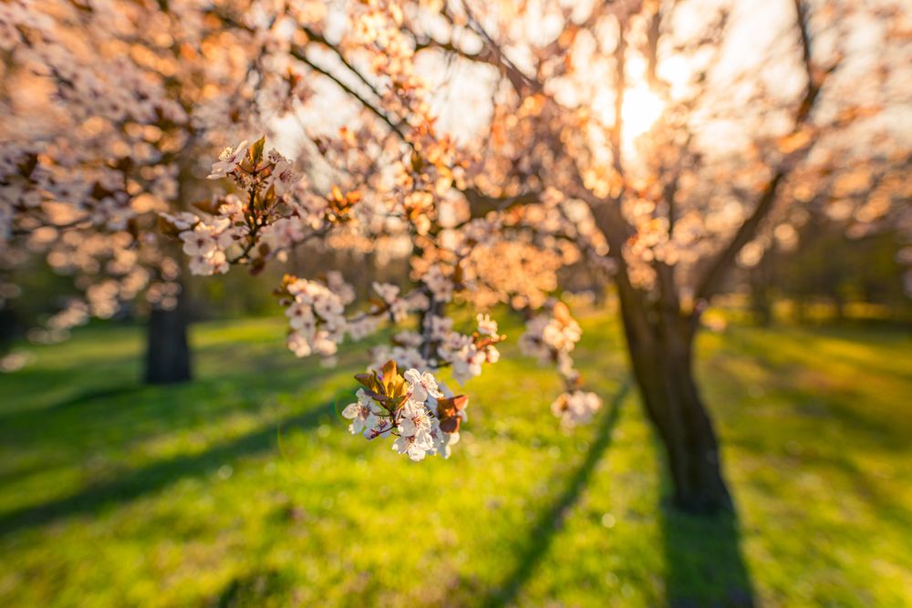 Beautiful cherry blossom detail at sunset, landscape