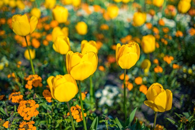 Yellow and orange flowers in a public garden