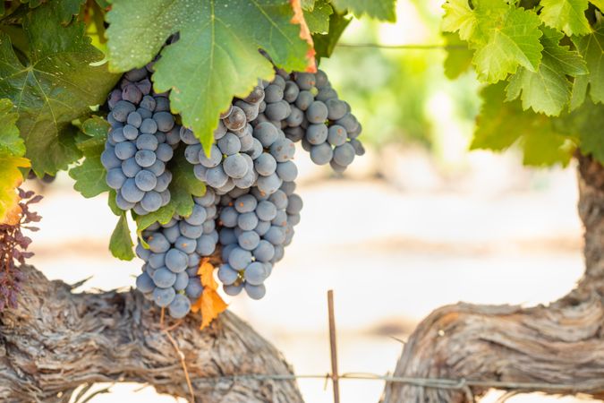 Vineyard with Lush, Ripe Wine Grapes on the Vine Ready for Harvest