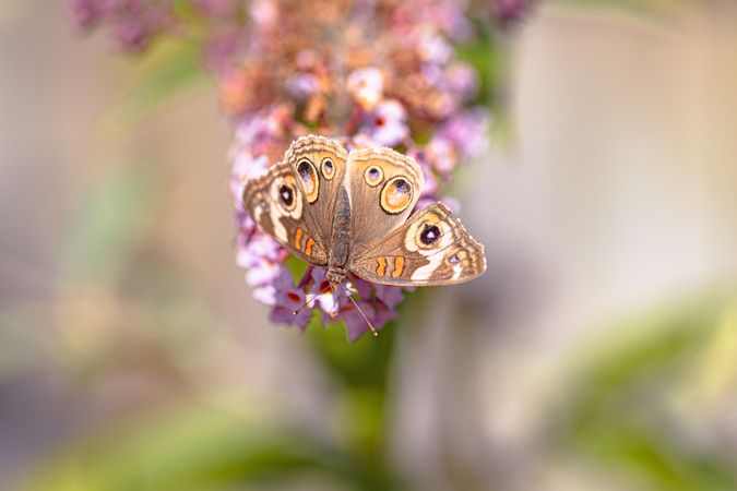 Close up top view of common buckeye butterfly on pink flower with selective focus