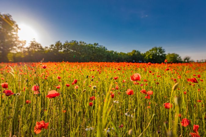 Shot of poppy field with blue sky with the sun