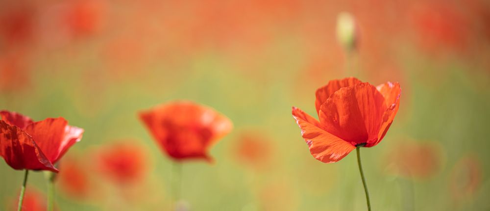 Poppies in a field with selective focus, wide