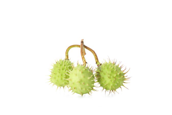 Fresh and ripe chestnuts, isolated on plain background
