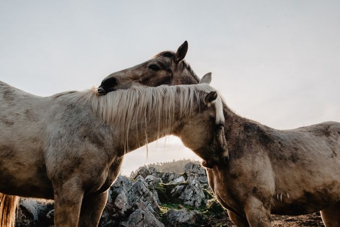 Funny horses on meadow