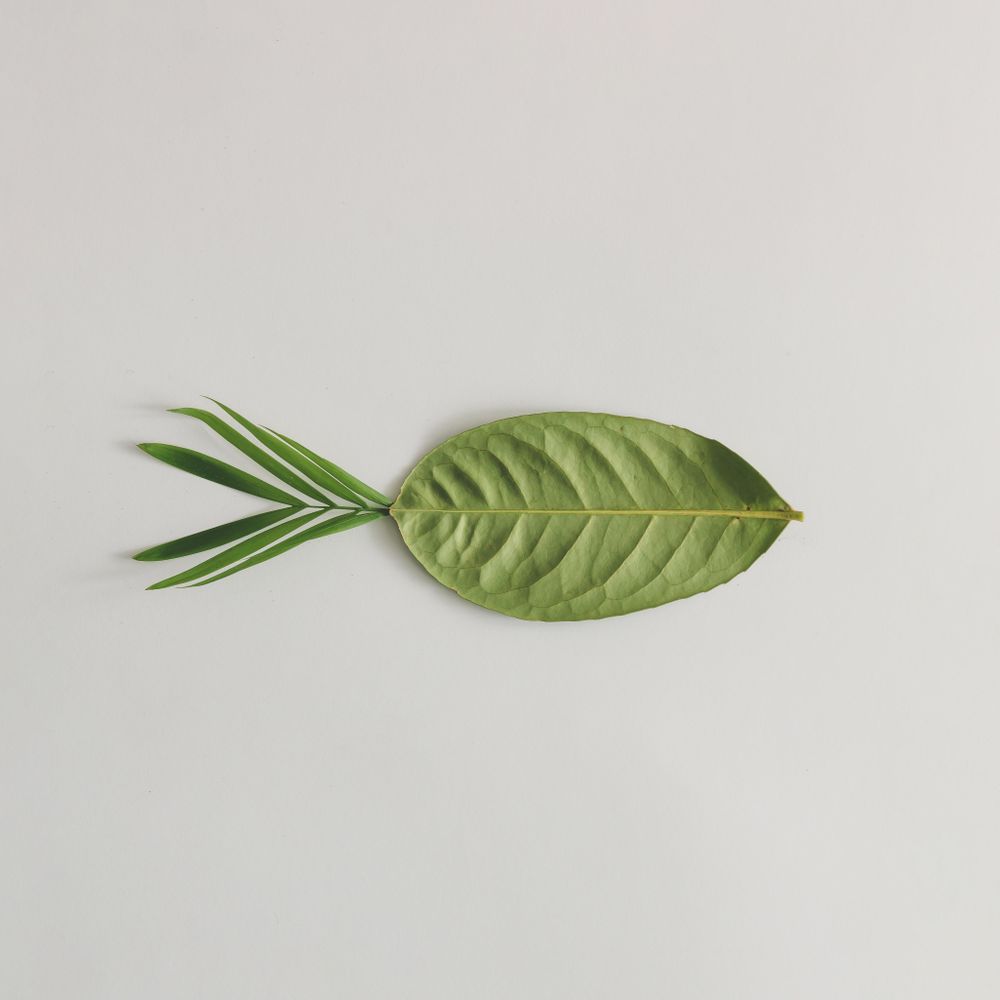 Green leaf in fish on light background