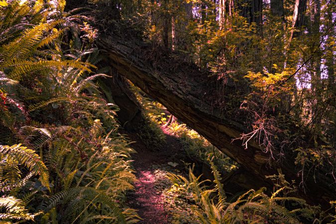 Fern lining fallen tree in forest