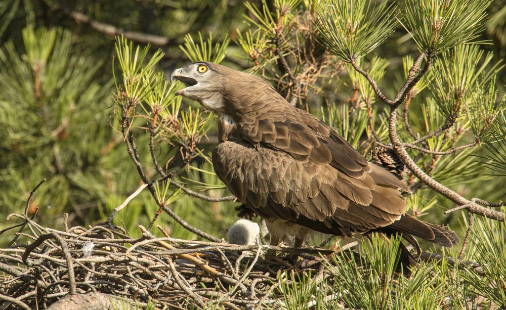 Eagle near newborn bird in nest