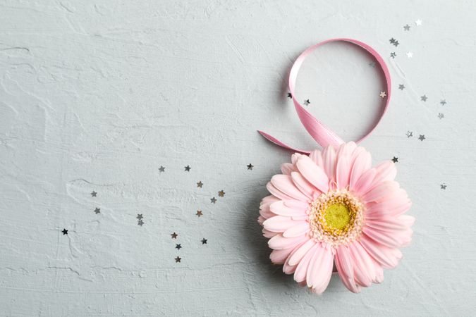 8 March, International Women's Day. Figure eight of pink ribbon with beautiful gerbera on gray background. Space for text