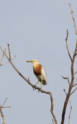 Egret Bird