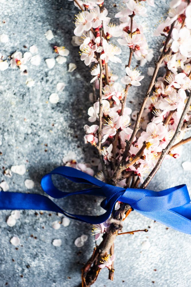 Spring floral concept with apricot blossom