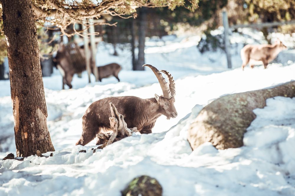Wild goats pasturing near tree between snow