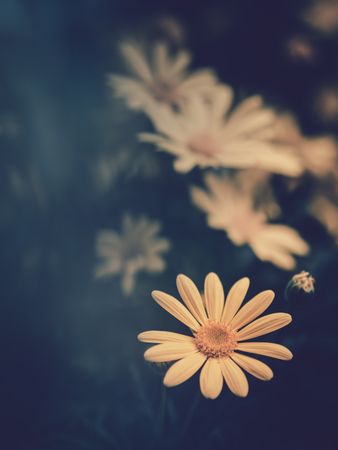 Pretty flower growing in garden