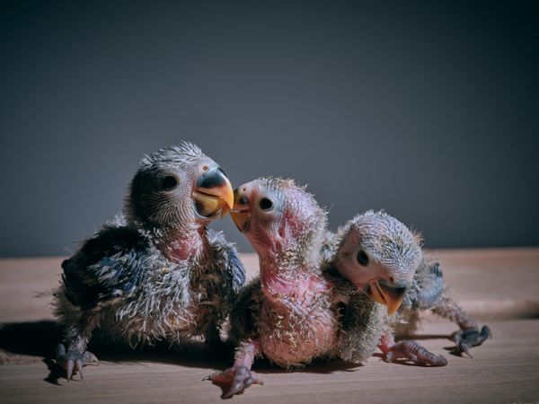Adorable lovebird chicks on table together