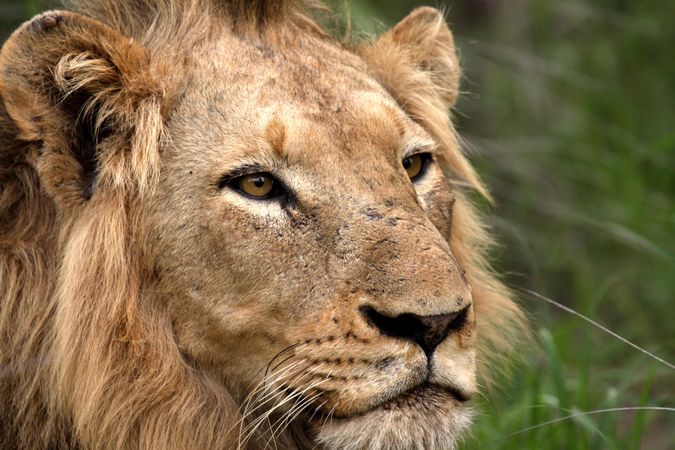 Male lion on green field in close-up