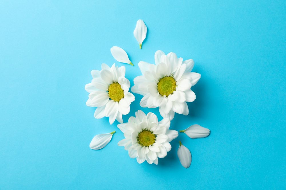 Daisies on blue background, space for text