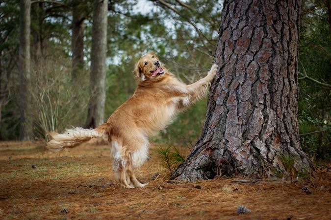 Golden retriever standing on tree trunk