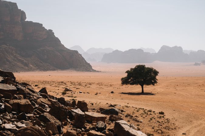 Lonely tree growing in deserted valley
