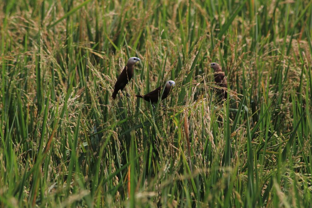 Bird In The Rice Field