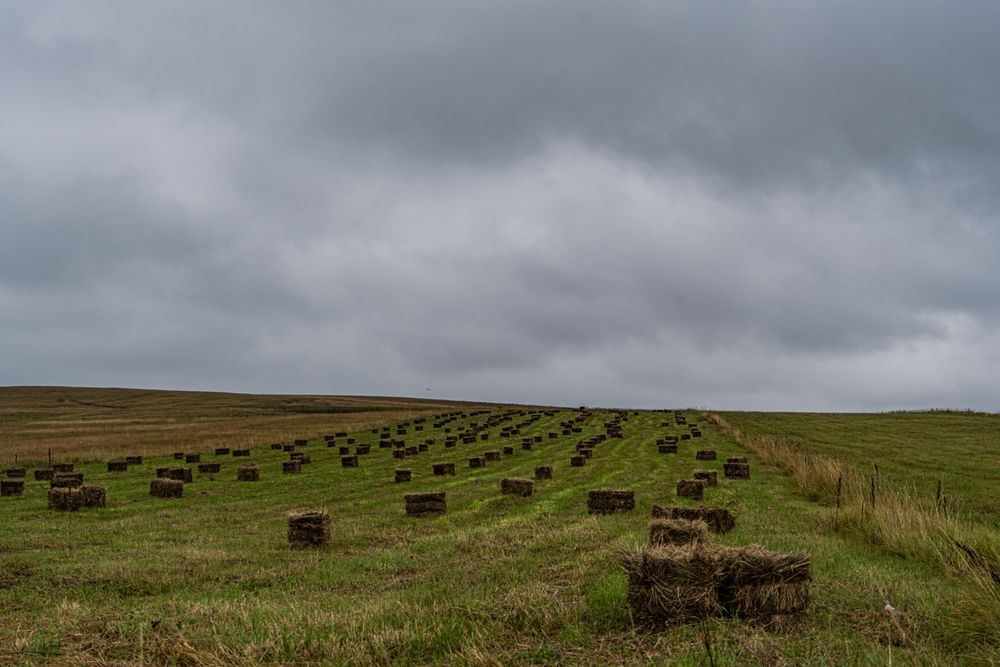 Field in the end of summer