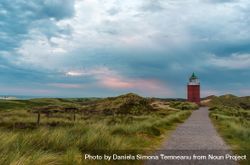 Landscape with a footpath through marram grass towards lighthouse on Sylt island, Germany 56r8j5