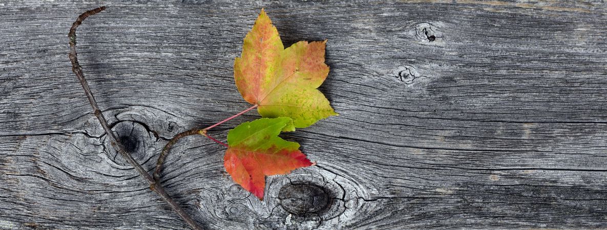 Autumn color with foliage on wooden planks