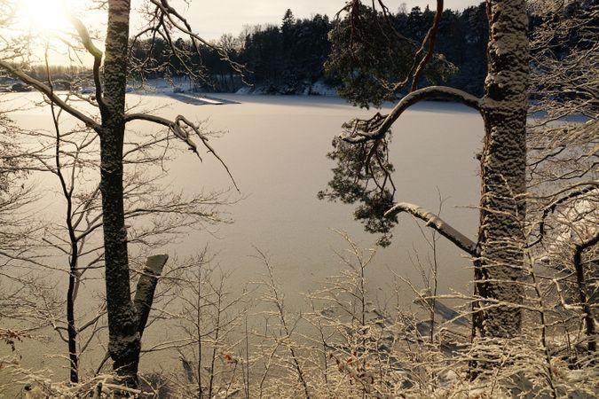 Leafless trees in winter countryside
