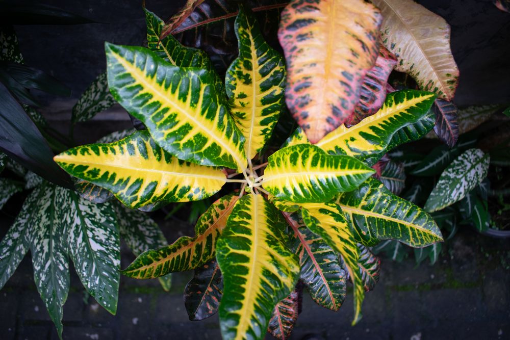 Top view of Codiaeum variegatum leaf, yellow and green leaf.