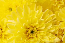 Beautiful yellow chrysanthemum on whole background, close up