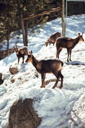 Goats pasturing on hill between snow