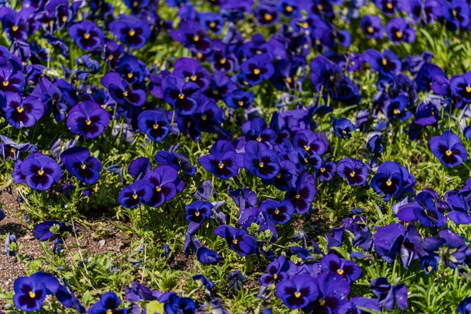 Bright blue viola flowers in the meadow