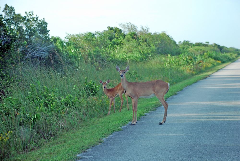 Two dear on the road