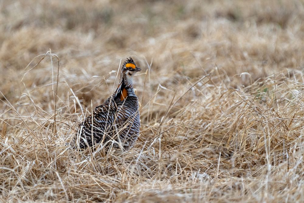A Prairie Chicken In Field at Hamden Slough National Wildlife Refuge in Hamden Township, Minnesota