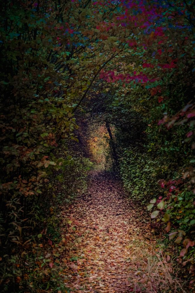 A path surrounded by trees leading to a door