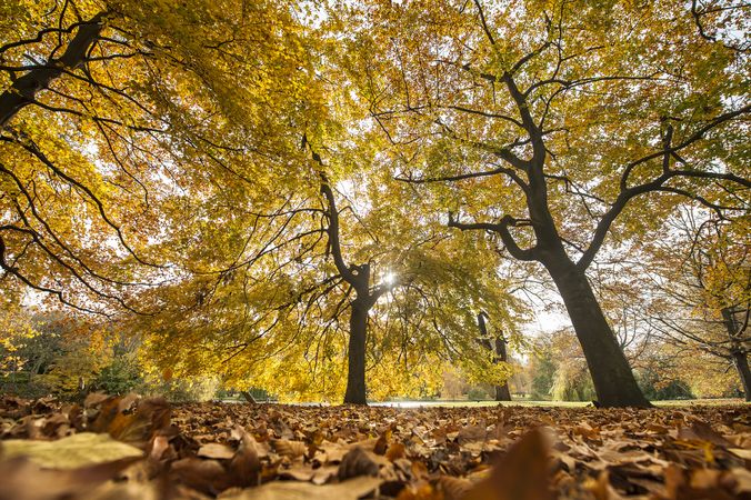 Landscape of autumn park