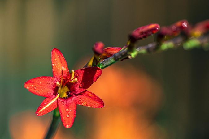 String of red crocosmia flowers
