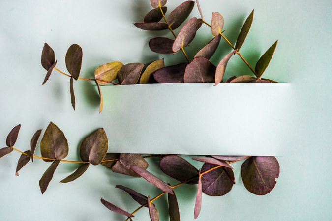 Paper with eucalyptus leaves