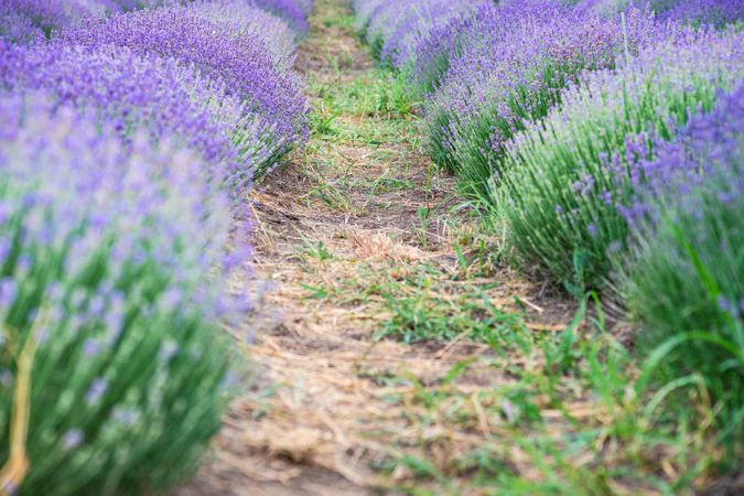 Summer field with flowering lavender