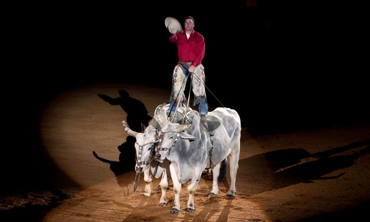 Cowboy straddling two bulls during Livestock Exposition rodeo in Alabama